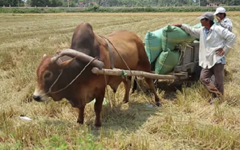 Ảnh minh họa chụp tại vùng ĐBSCL.