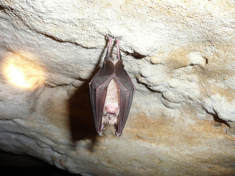 A greater horseshoe bat. Credit: Marie Jullion/Wikimedia Commons