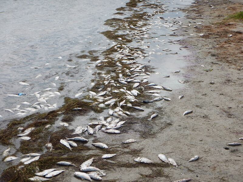 赤潮发生，海洋生物受到危害，鱼类因藻类释放的毒素而死亡。（美联社）