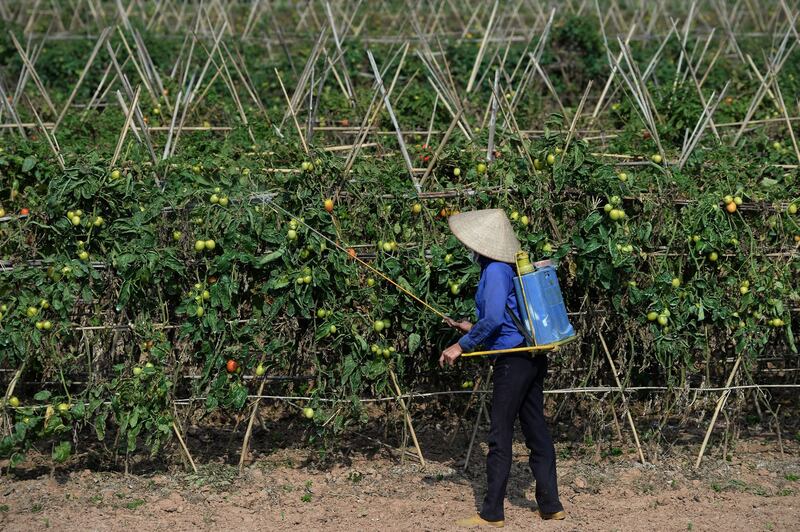 Ảnh minh họa chụp tại Bắc Ninh tháng 3 năm 2016.