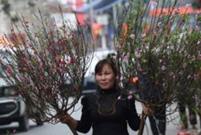 Mua hoa đào ngày tết ở Hà Nội. AFP photo