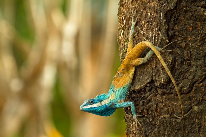 CAMBODIA_Calotes goetzi_Henrik Bringsoe.jpg