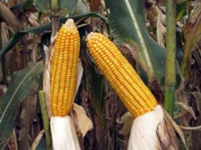 gen-modified-corn-2-250.jpg