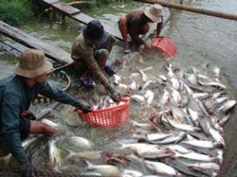 Cá tra xuất khẩu. Photo courtesy of agroviet.gov.vn