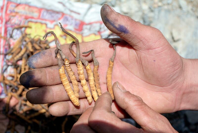 20240905-CATERPILLAR-FUNGUS-TIBET-OVERHARVEST-004.JPG