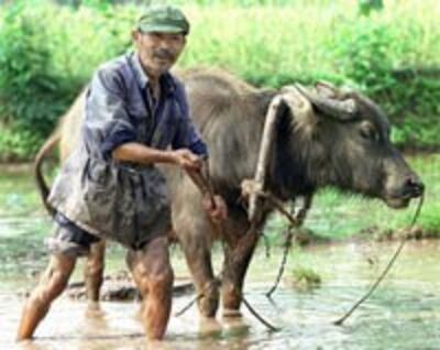 CHINA-FARMER-200.jpg