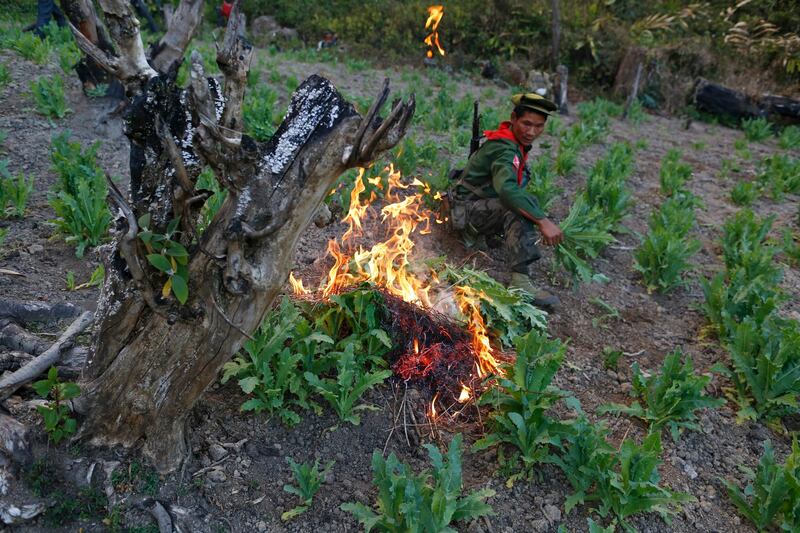 A Ta'ang National Liberation Army soldier sets fire to poppy plants during the destruction of an opium field in Mantong township, in Shan state, Myanmar, in 2014. Credit: Soe Zeya Tun/Reuters