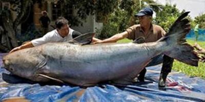 Những loại cá chép, cá tra khổng lồ ở vùng sông Mekong ngày càng nguy cơ bị tuyệt chủng vi các công trình trên sông. Source WWF