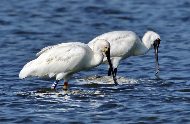 ENG_CHN_FEATURE_BlackfacedSpoonbills_03172023.4.jpeg