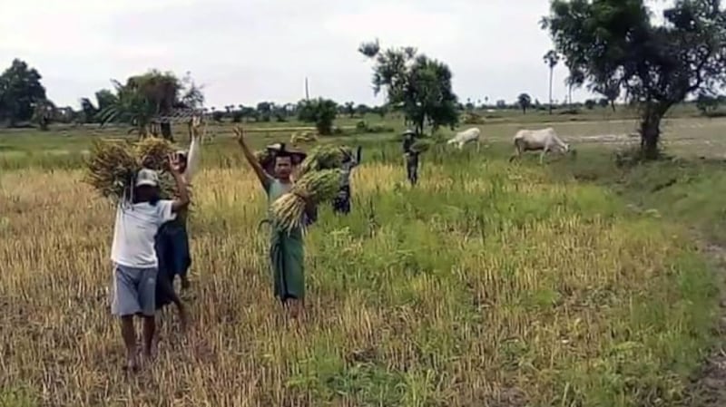 Farmers hold an anti-junta protest in Sagaing region's Yinmarbin township while harvesting sesame in their fields, July 9, 2021. Citizen journalist