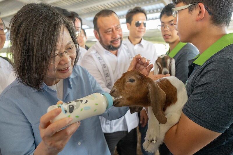 台湾的总统蔡英文4日在友邦伯利兹视察台伯合作羊只品种改良“贝羊计划”辅导成果。（台湾总统府提供）