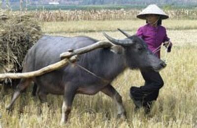 Ruộng trong hạn hán-Vĩnh Phúc. AFP photo