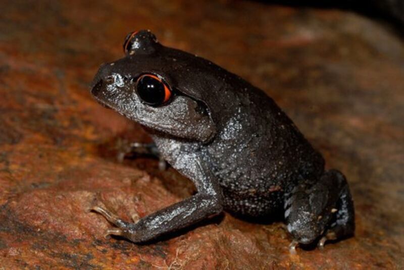 This 2020 photo of Leptobrachium lunatum, crescent moon spadefoot frog, was taken in the Central Highlands of Vietnam. Courtesy of WWF