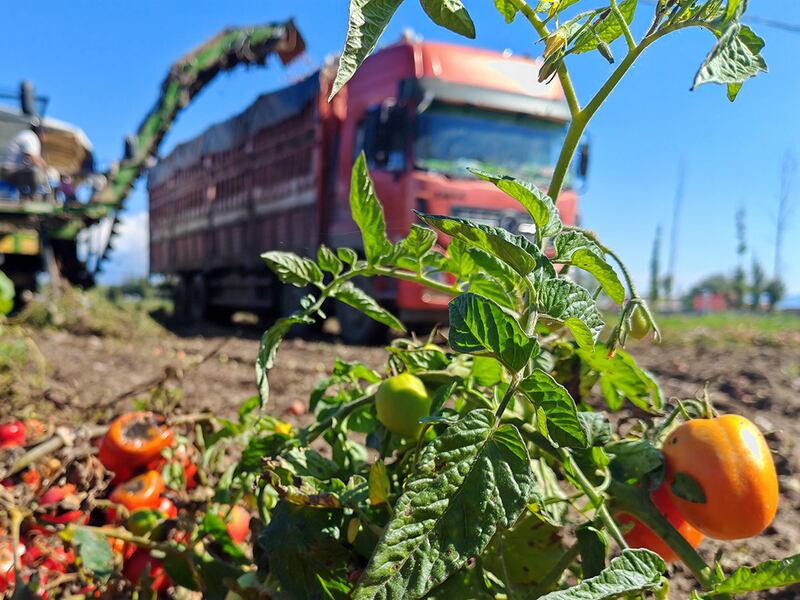 Tomatoes are harvested in Bole, northwest China's Xinjiang Uygur Autonomous Region, Sept. 12, 2024.