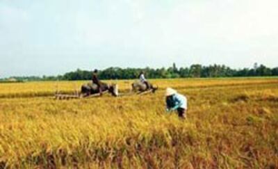 Nông dân trong một lần gặt lúa vụ Đông Xuân ở ĐBSCL. Photo By Bay Van Tran.