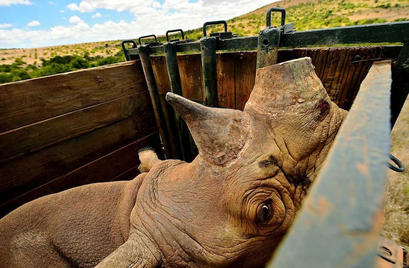 To combat poaching, the horn of this black rhino in Kenya has been cut and a tracking device fitted to the animal to monitor its movements. Illegally poached rhino horn brings in large sums of money. (AFP)