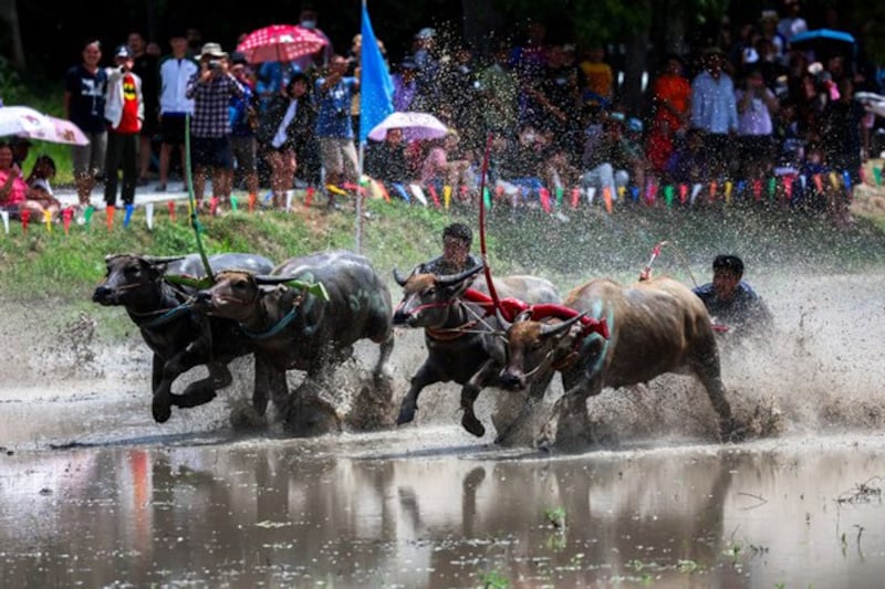 Jockeys compete in Chonburi's annual buffalo race festival in Chonburi province, Thailand, Aug. 6, 2023. Credit: Athit Perawongmetha/Reuters