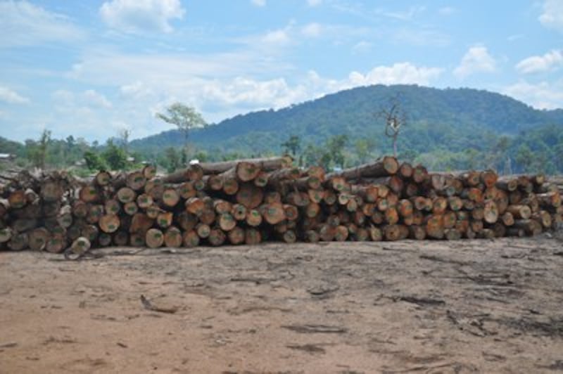 Logs in a field in Attapeu province, Laos, await export to Vietnam in an undated photo.