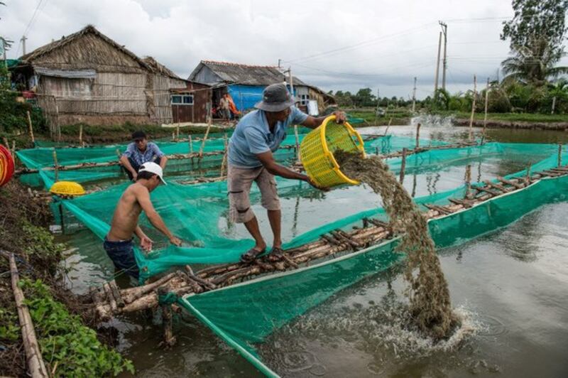 Một đầm nuôi tôm ở Long Xuyên, Việt Nam. 