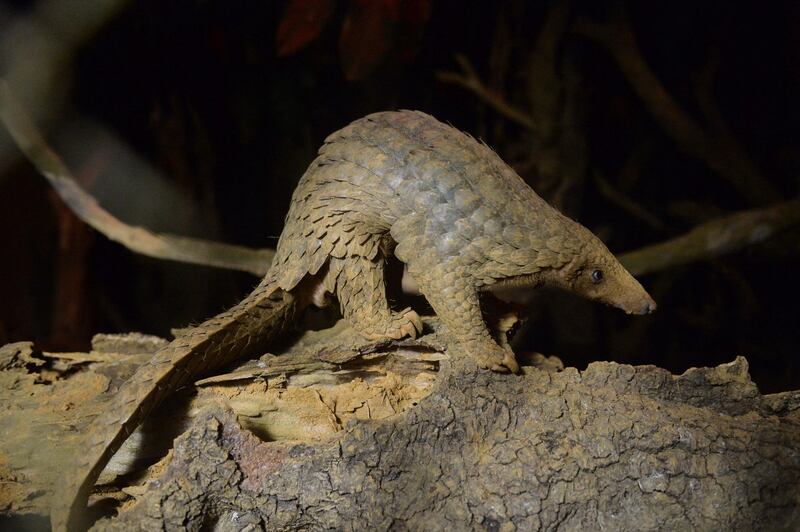 A pangolin moves in a cage at night at Save Vietnam Wildlife's Carnivore and Pangolin Conservation Program in Cuc Phuong National Park in Vietnam's northern province of Ninh Binh, Oct. 21, 2016. Credit: AFP