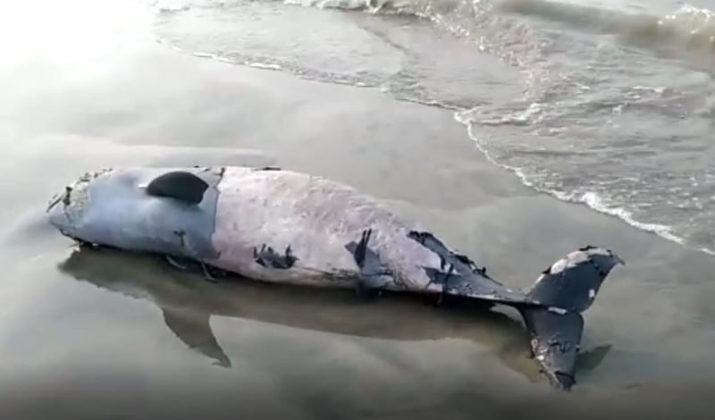 The carcass of an Irrawaddy dolphin lies on the Kuakata beach in Bangladesh's Patuakhali district, May 14, 2022. Credit: Dolphin Conservation Committee of Kuakata, Bangladesh.