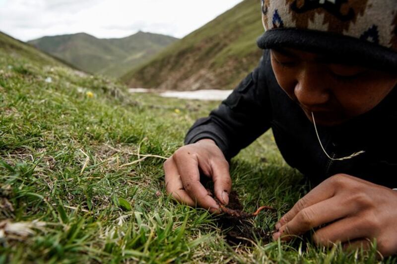 A picker digs out a caterpillar fungus, used in traditional medicine, along the Amne Machin mountain range in western China's Qinghai province, in an undated photo. Credit: Reuters file photo