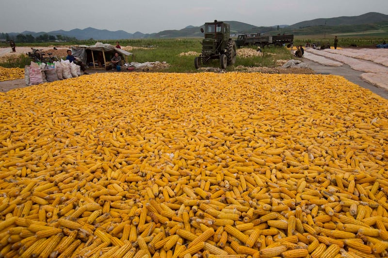 ENG_KOR_CornHarvest_09192023_02.jpg