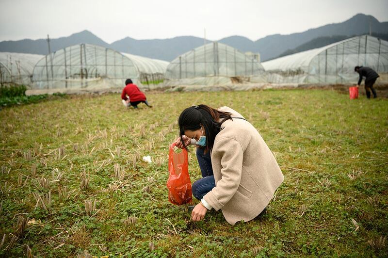 2020年2月27日，温州一家温室农场，农民正在除草。（法新社）