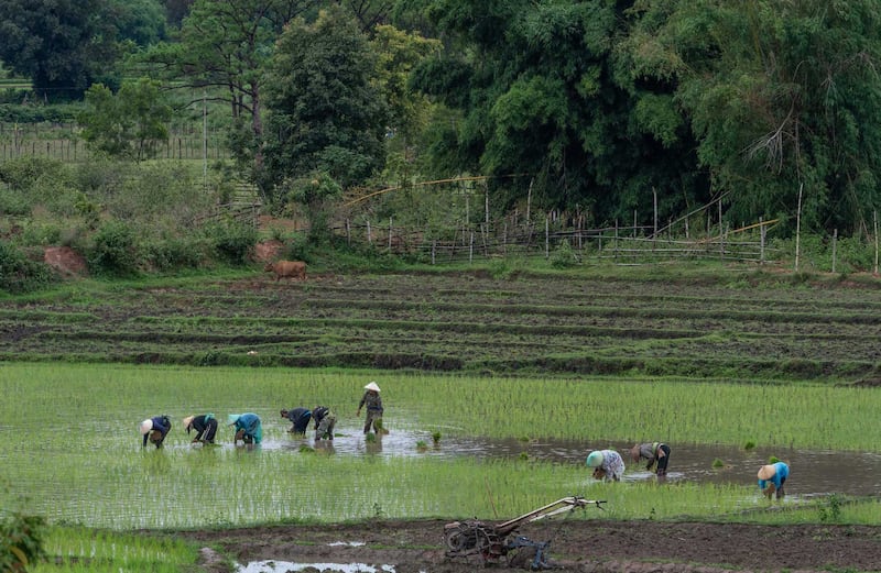 Farmers work in a rice field in Xieng Khouang, Laos, June 27, 2023. Credit: : Tran Viet Duc/RFA