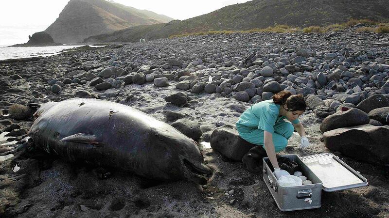 欧洲研究人员搜集搁浅鲸鱼的组织样本，推测死因可能跟北大西洋公约组织的军事活动有关。（路透社）