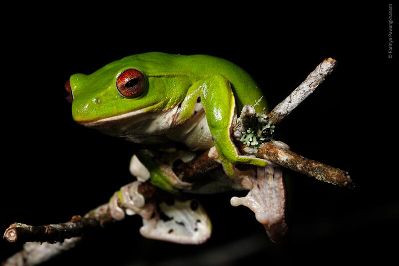 This undated photo released by World Wildlife fund shows Zhangixalus melanoleucus, a medium-sized tree frog discovered living in forest at more than 2,000 meters above sea level on Phou Samsoun mountain in northeastern Laos.