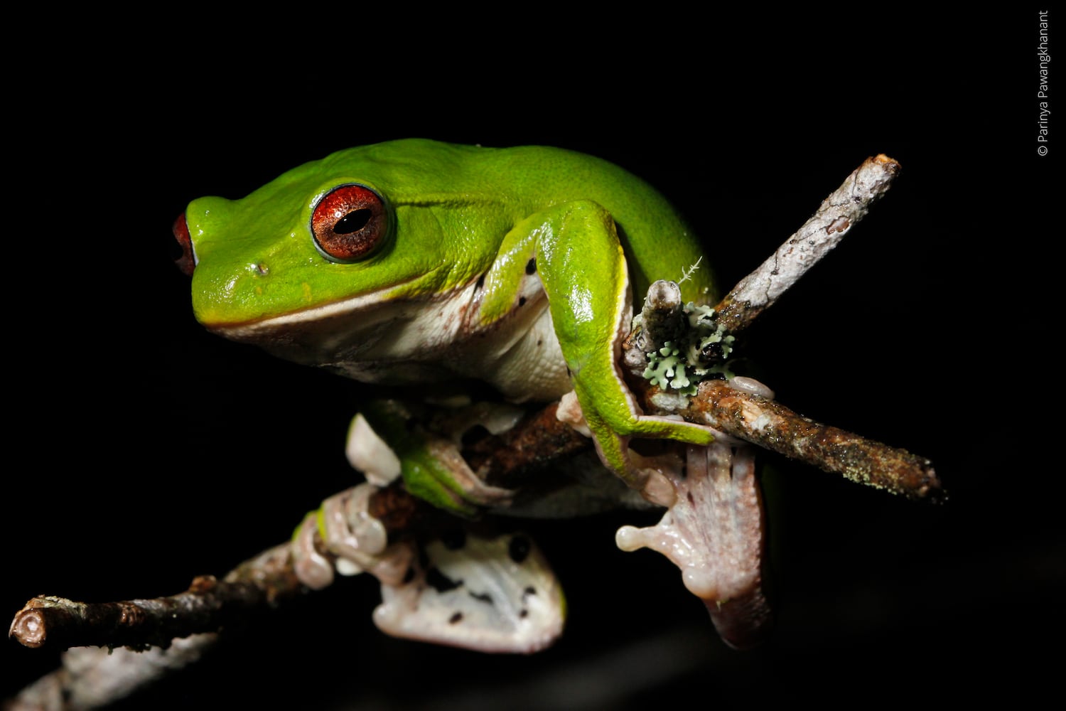 This undated photo released by World Wide Fund for Nature shows Zhangixalus melanoleucus, a medium-sized tree frog discovered living in forest at more than 2,000 meters above sea level on Phou Samsoun mountain in northeastern Laos.