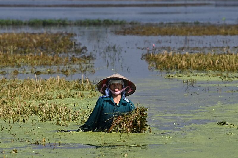 A farmer salvages their harvest from a flooded rice field in Hanoi's Chuong My district on Sept. 24, 2024. Serious flooding in central Vietnam has killed three people and forced more than 10,000 residents to evacuate their homes, disaster officials. Earlier in September large swathes of the country's north were devastated by flooding in the wake of Typhoon Yagi, which left nearly 300 people dead and caused $1.6 billion worth of damage.