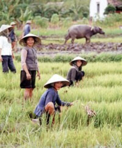 Phụ nữ trên mảnh ruộng của gia đình tại một vùng quê miền Bắc. AFP photo