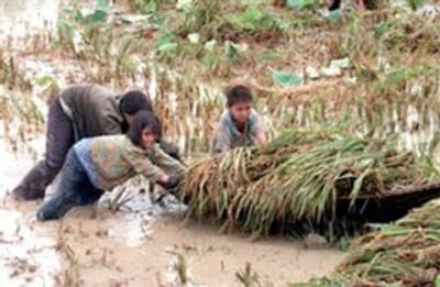 Khổ từ bé, người nông dân chưa bao giờ được đền bù cho xứng đáng. AFP