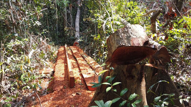 An illegally felled old-growth tree in Prey Lang forest, April 22, 2020. Credit: Lovers of the Environment