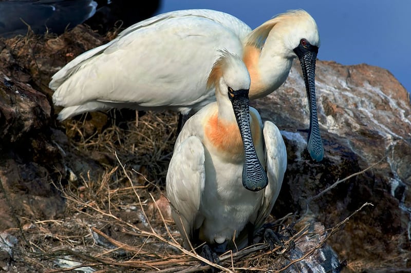 ENG_CHN_FEATURE_BlackfacedSpoonbills_03172023.3.jpeg