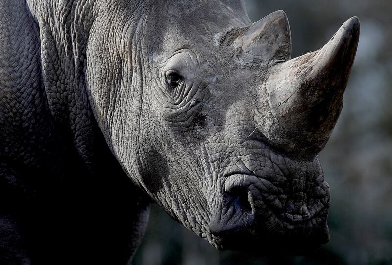 White rhinoceros Bruno is seen in his enclosure at Thoiry zoo and wildlife park, about 50 km (30 miles) west of Paris, France, March 7, 2017. Credit; Reuters