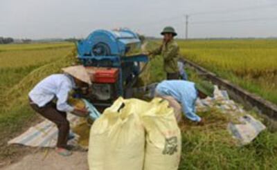 Đập lúa, xay lúa trên bờ ruộng ngay sau thu họach. AFP photo 