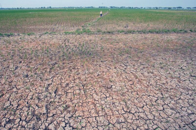 A view of a dry paddy field during the extremely hot weather in Indramayu, West Java province, Indonesia, July 25, 2023. Credit: Dedhez Anggara/Antara Foto/via Reuters