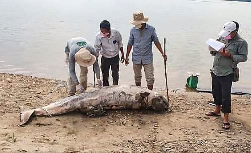 A social media photo from Cambodia's Fisheries Conservation Department shows the carcass of the Irrawaddy dolphin Wednesday, Feb. 16, 2022.