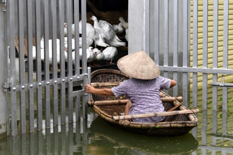 Một người dân kiểm tra đàn vịt của mình trong lụt ở Chương Mỹ hôm 2/8/2018