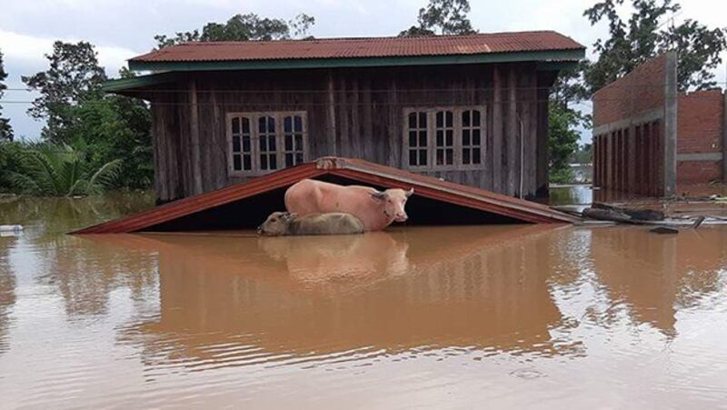 Buffaloes on the roof of a house in the flooded Sanamxay District, Attapeu Province on July 24, 2018. 