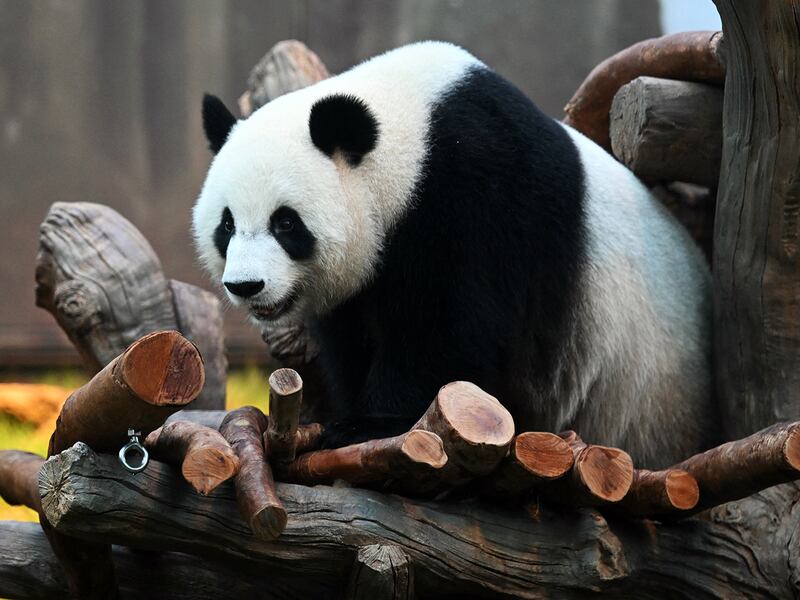 Ke Ke, a female panda, at the Ocean Park in Hong Kong, Dec. 2, 2024 after arriving from Chengdu, China.