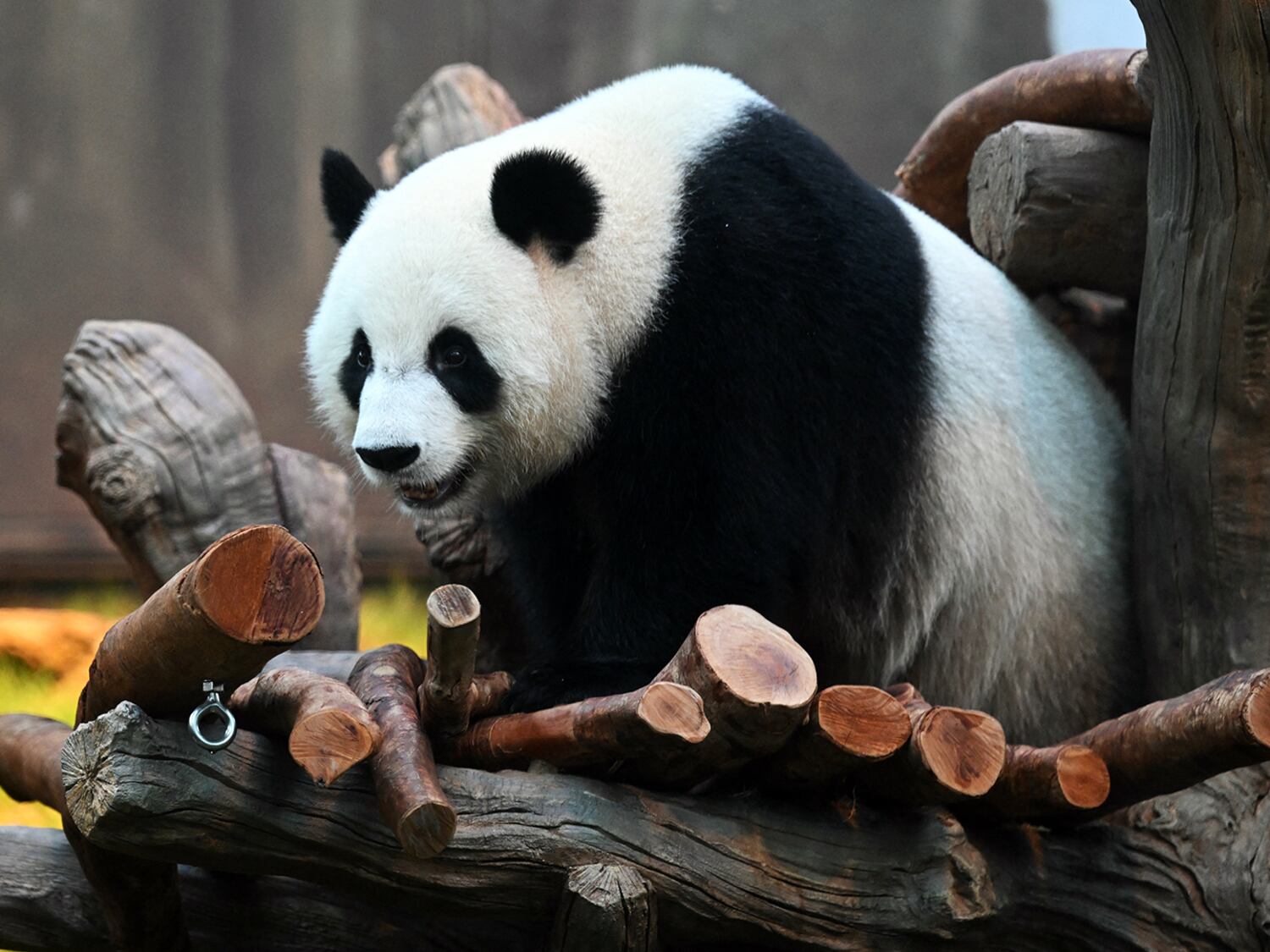 Ke Ke, una panda hembra, en Ocean Park en Hong Kong, el 2 de diciembre de 2024, después de su llegada desde Chengdu, China.