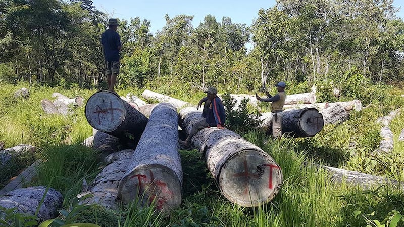 Activists document illegally harvested timber in Ratanakkiri province's Sesan commune, in an undated photo. Credit: Mother Nature