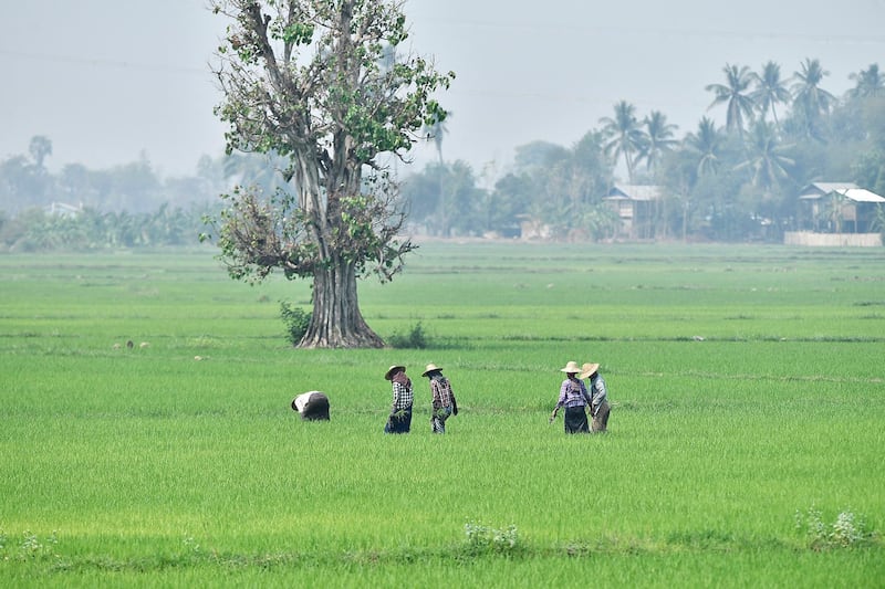 Farmers work in a paddy field in Naypyidaw on March 28, 2024. (AFP)