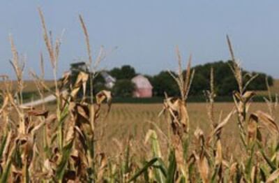 Một cánh đồng bắp khô cháy tại tiểu bang Iowa, Hoa Kỳ hôm 07/8/2012. AFP photo