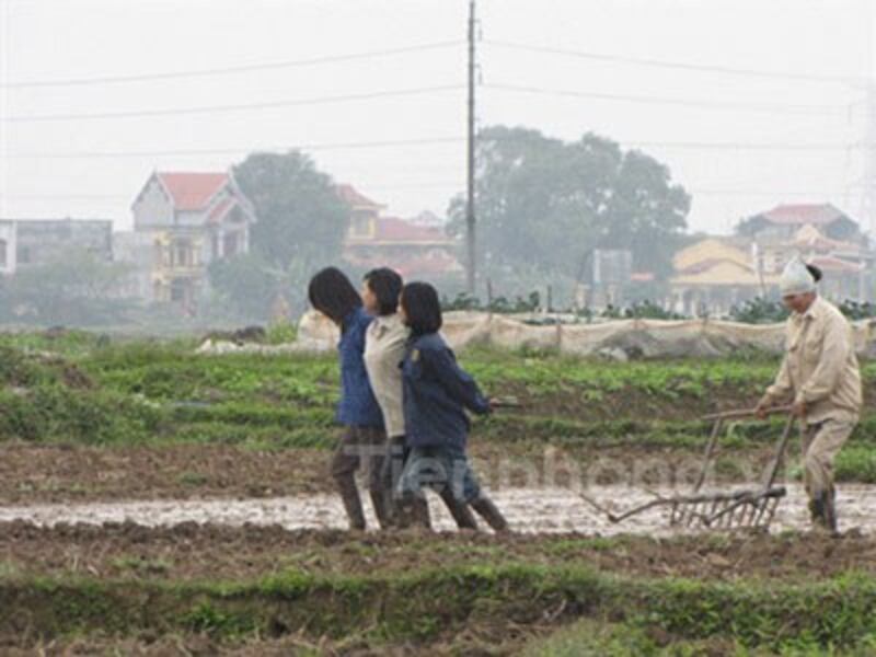 Hình bài báo Xem nông dân Hưng Yên kéo bừa thay trâu. Photo to courtesy of Tiền Phong.