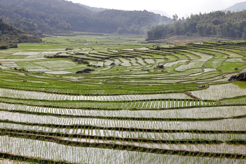 2020-03-01T082518Z_1626115065_RC2WAF9RHOZA_RTRMADP_3_VIETNAM-AGRICULTURE-960.jpg